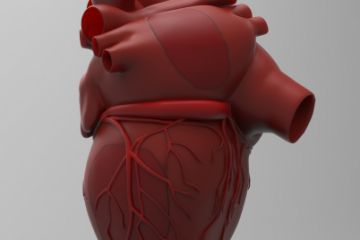 Heart (3d print)