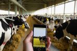 Моб приложение Молочная ферма 
