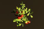 Создании реалистичной 3D-модели куста помидоров