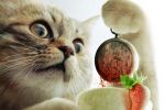   "One Cat, One Fruit, One Clock".   