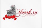 Вариант лого для yorrk.ru
