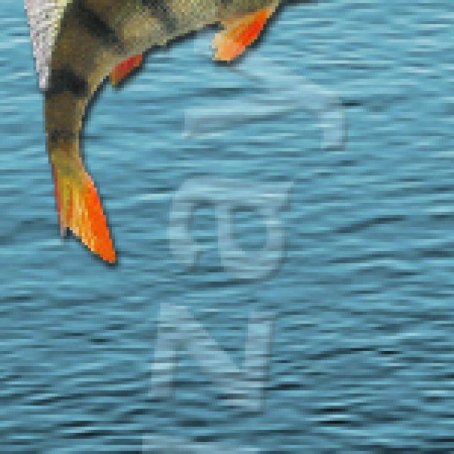  NIAR-FISHER