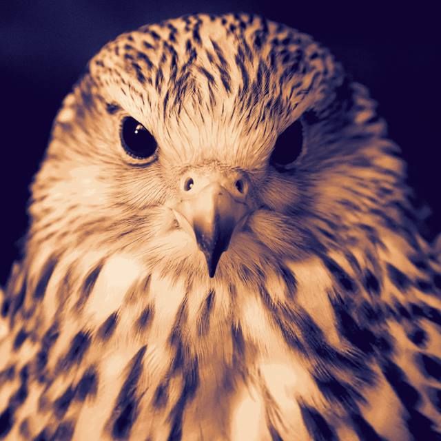 Desert Falcon  