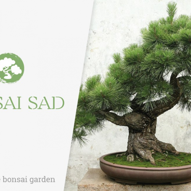 Bonsai sad