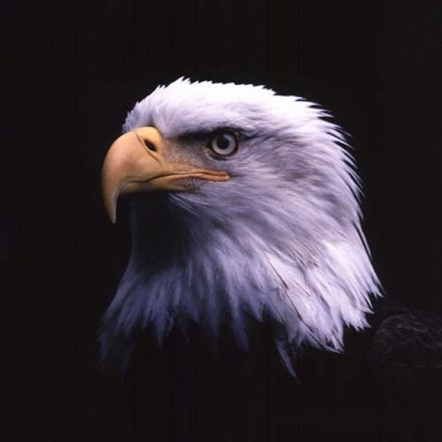 Desert eagle