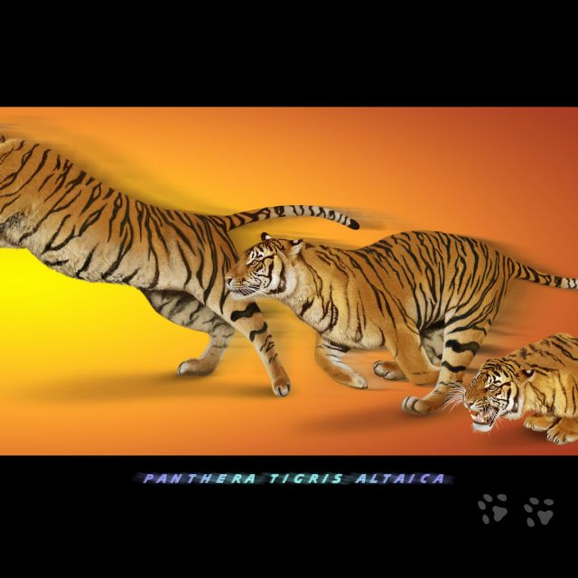    (Panthera tigris altaica)