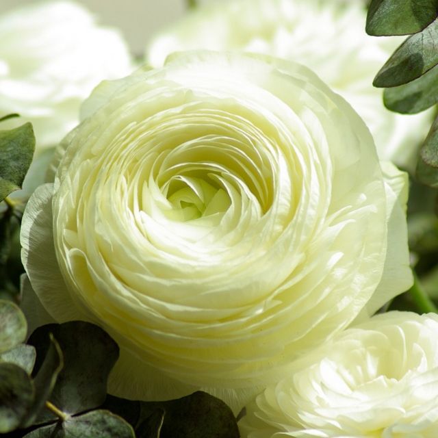      White Flower 