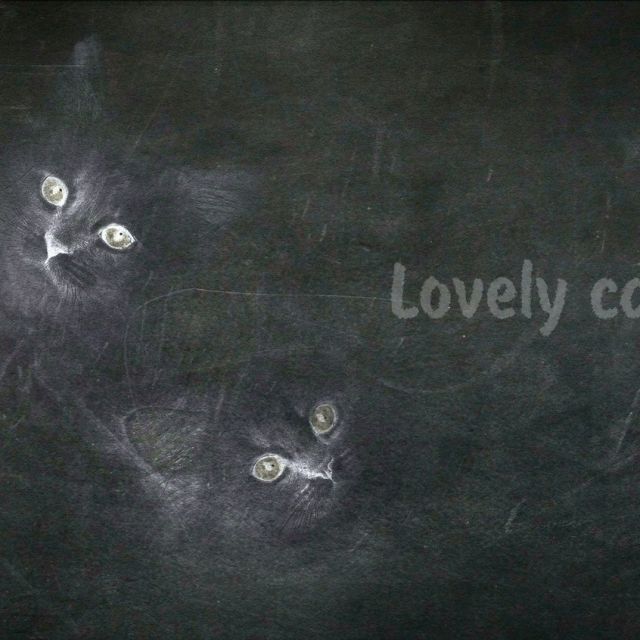  - Lovely cats