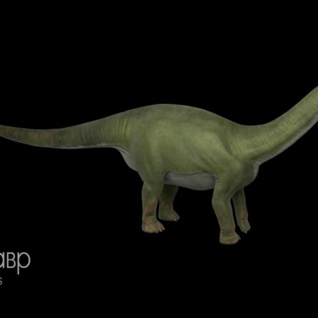   (Apatosaurus)