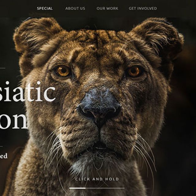Landing Page "Asiatic Lion"
