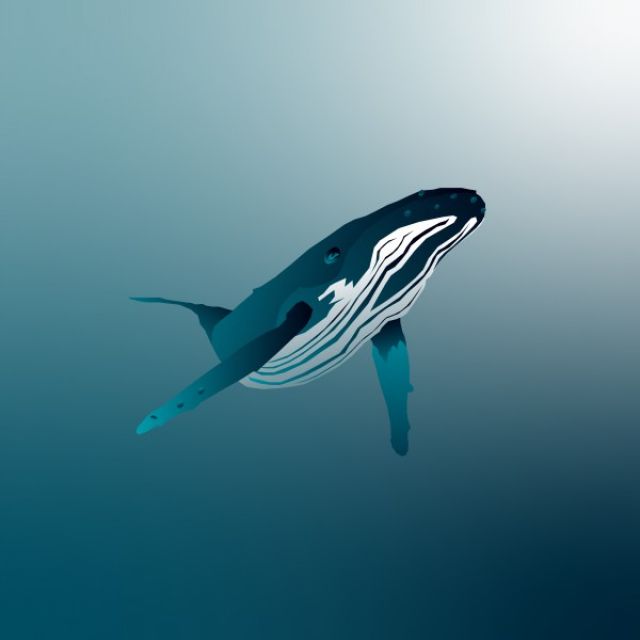 Whale Adobe illustrator