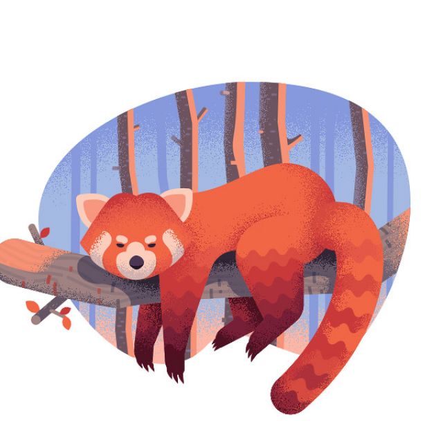 Red Racoon
