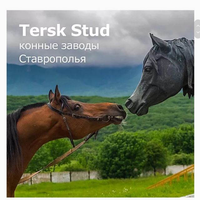 Tersk Stud -   