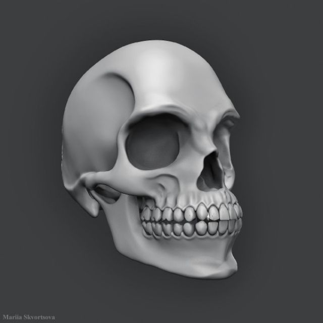 Skull. ZBrush render