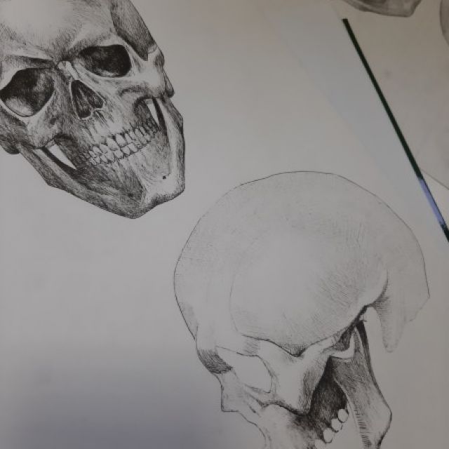 Sketch of the skull