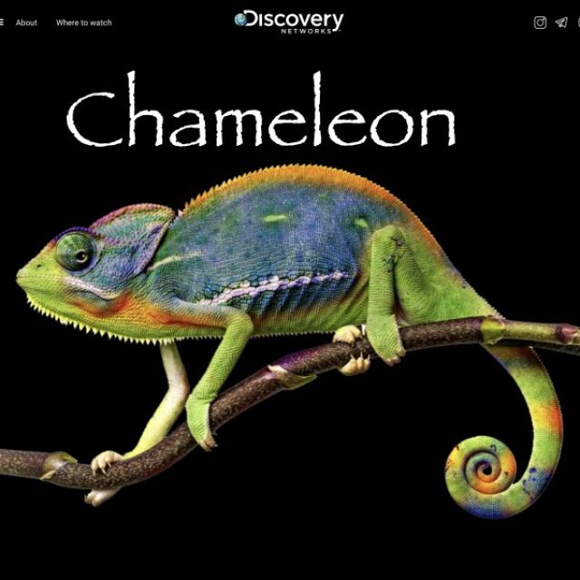 Chameleon