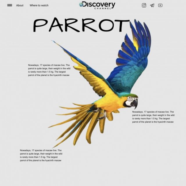 Parrot