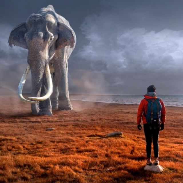 Huge Elephant