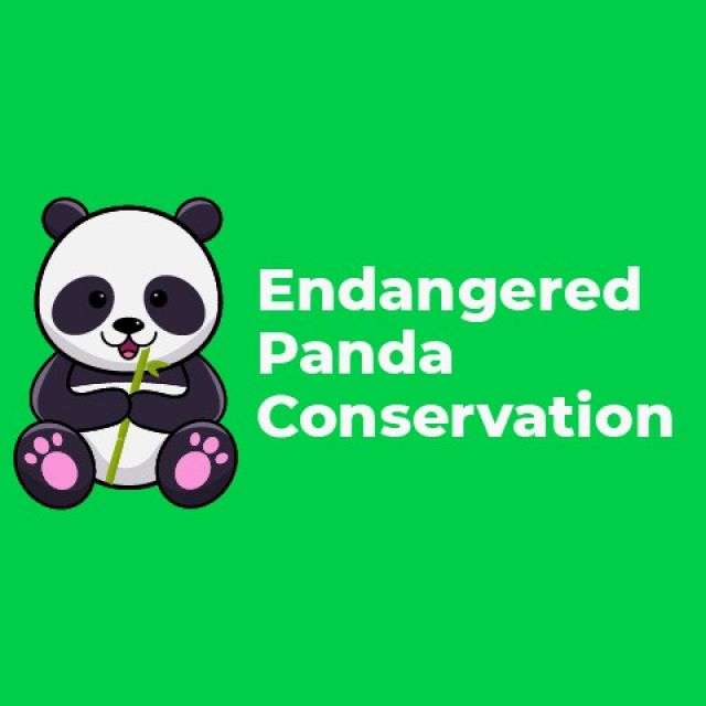 Endangered Panda Conservation -  