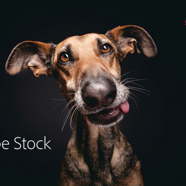 Adobe stock 