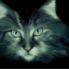 Кошка Лунная