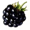 Olya Blackberry