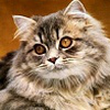 Елена Профи