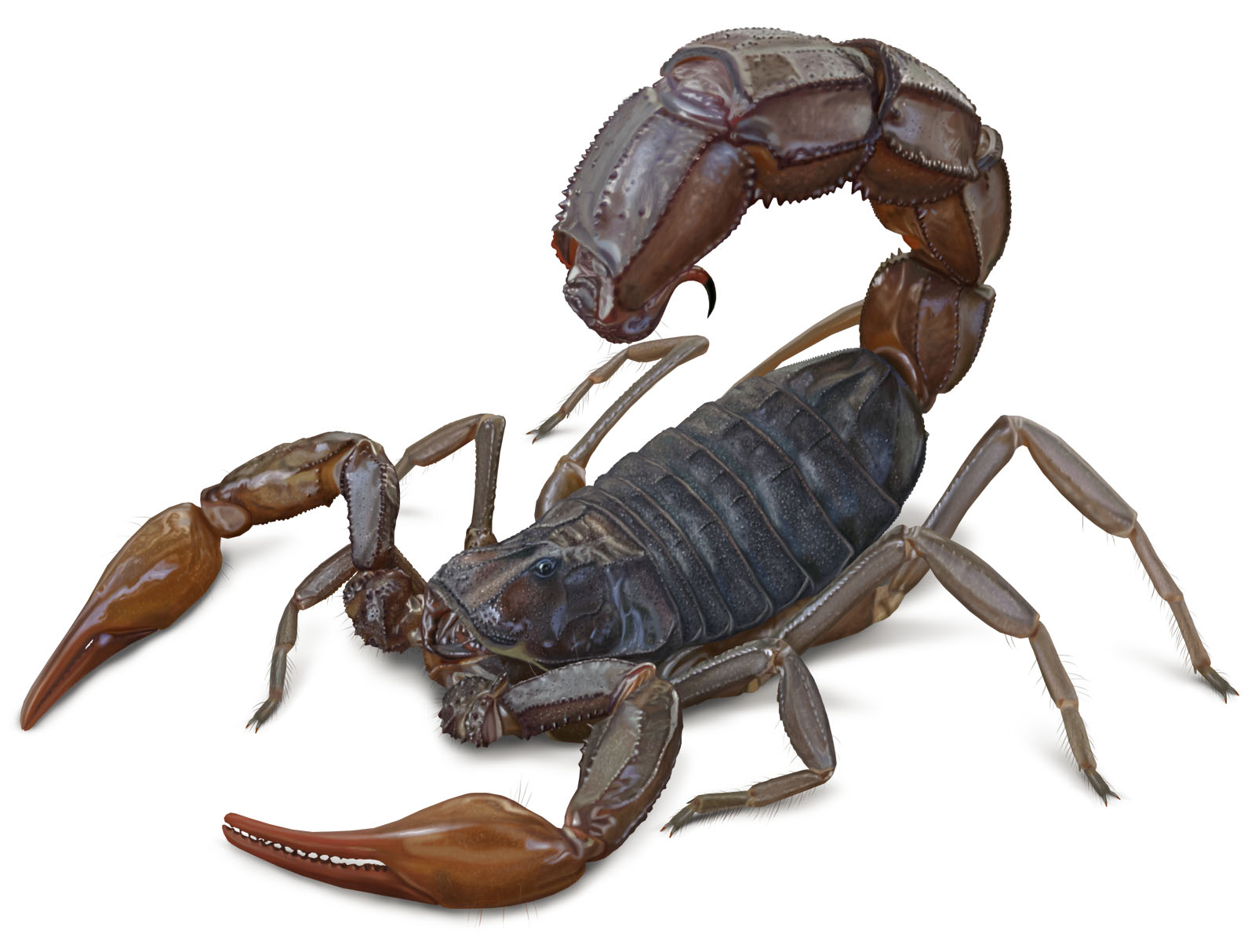 Скорпион Androctonus crassicauda. 