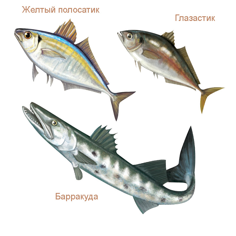 Рыбы для упаковки морепродуктов