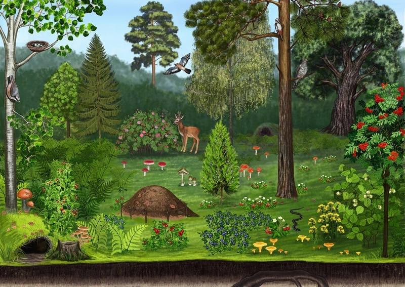 Картинка леса для игры