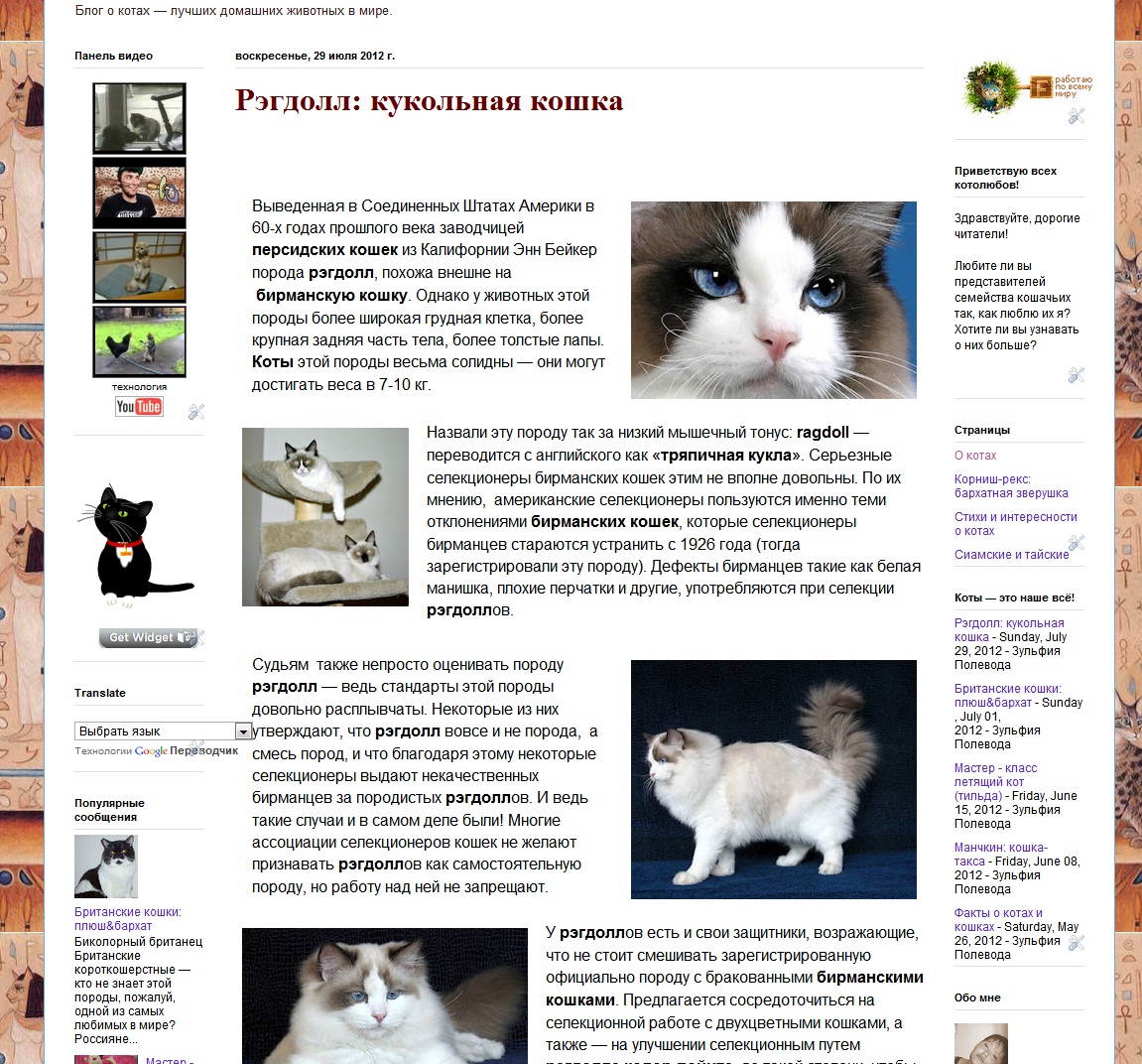 Рэгдолл список пород кошек