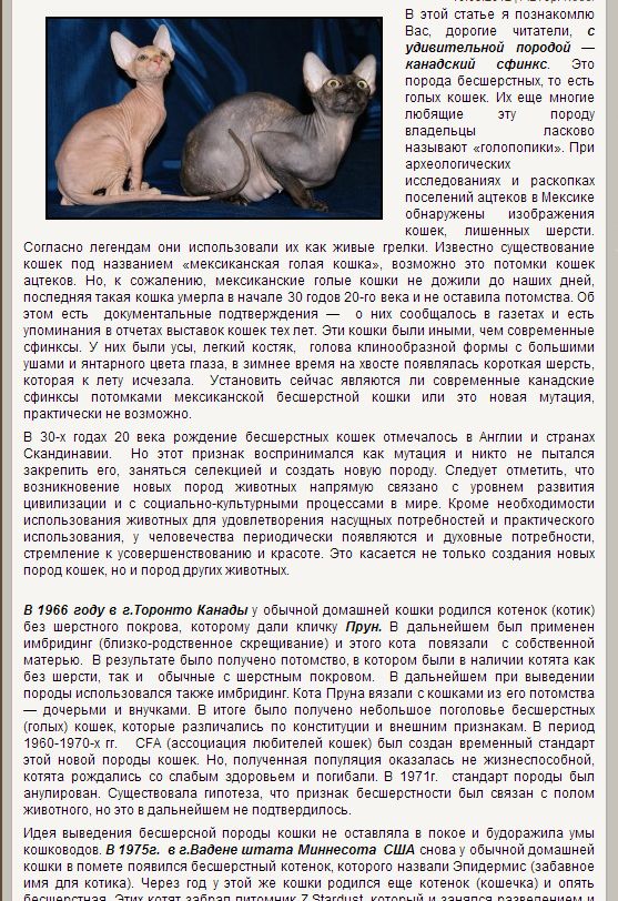 Сфинкс порода кошек характер