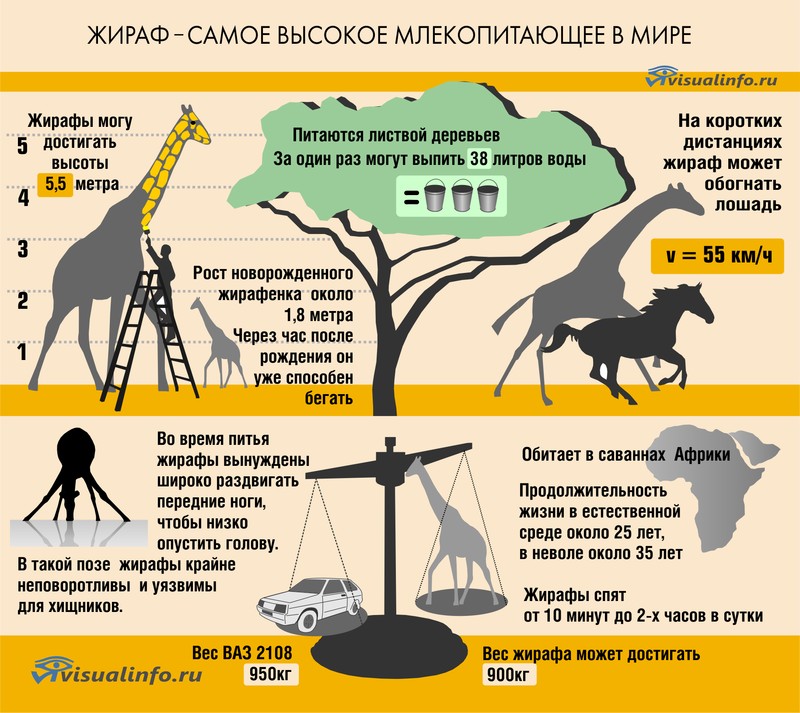 Кто тяжелее аллигатор страус или жираф