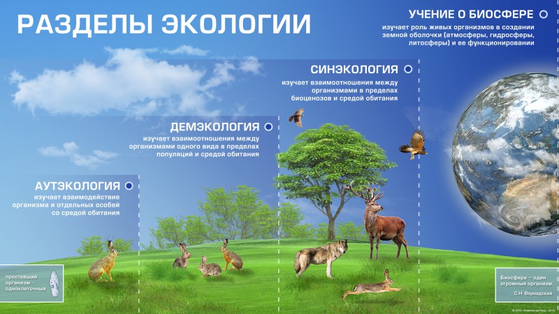 Разделы экологии аутэкология. Аутэкология демэкология синэкология. Разделы экологии.