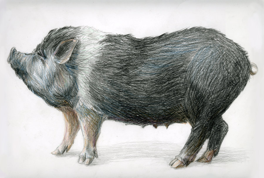 Нарисовать рисунок кабан. Кабан рисунок. Серая свинья. Свинья карандашом. Кабан карандашом.