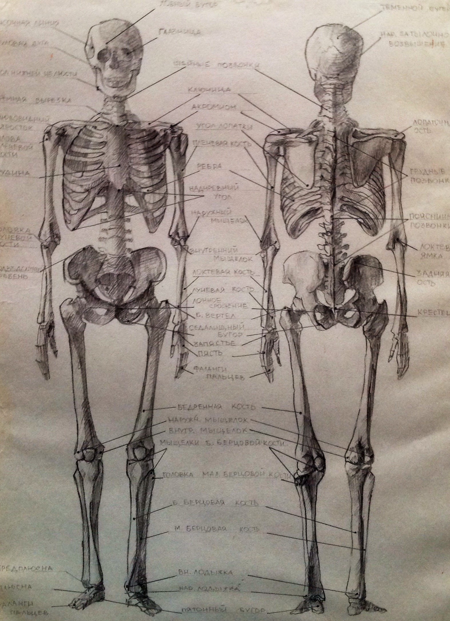 Скелет человека зарисовка
