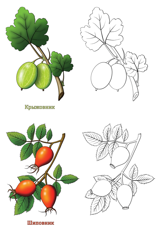 Плод крыжовника рисунок