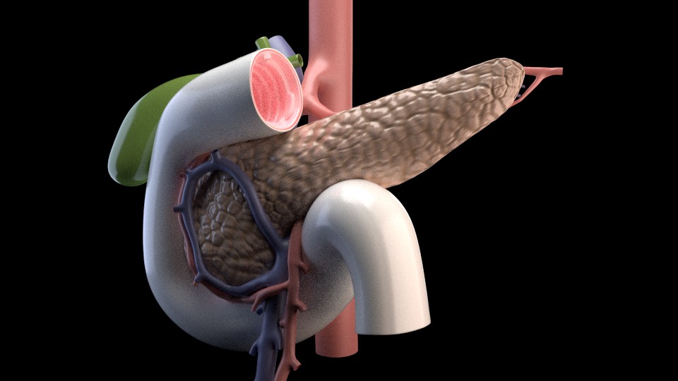 Фото поджелудочной железы у человека. Поджелудочная железа 3д анатомия.