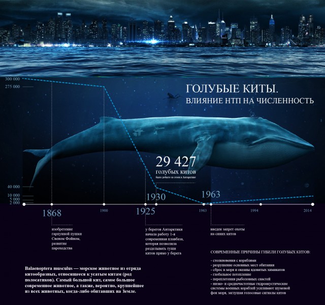Сколько кит размер. Размер синего кита в длину. Синий кит длина и вес. Сколько весит большой синий кит. Синий кит Размеры в сравнении.