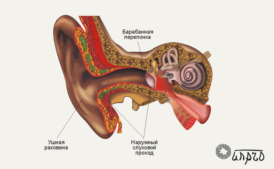 Ушная раковина анатомия рисунок