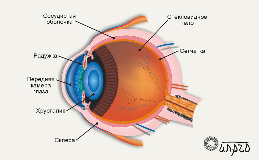 Орган зрения анатомия презентация