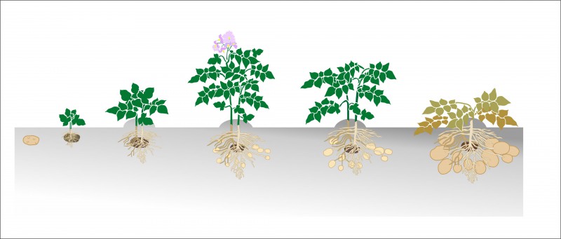 Этапы роста картофеля в картинках