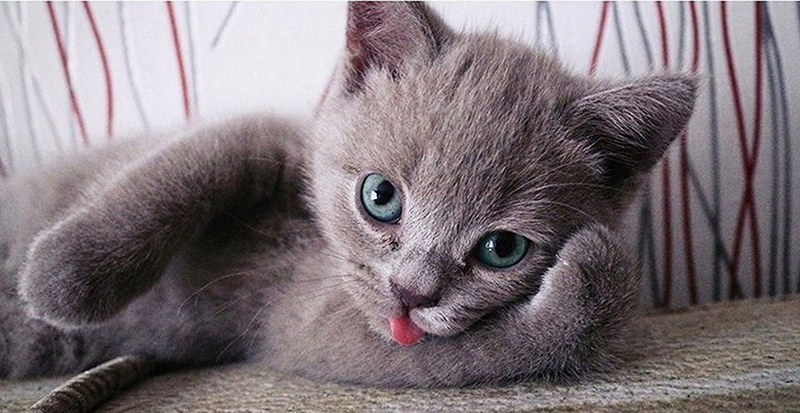 Покажи с котиками