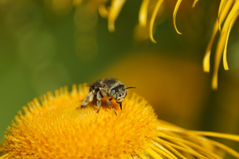 Natro macro. Natro macro