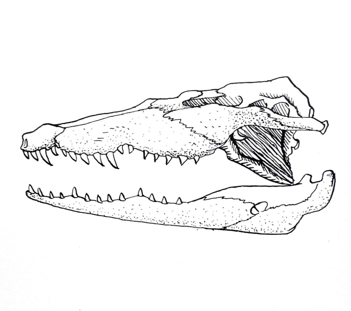 Череп древнего крокодила