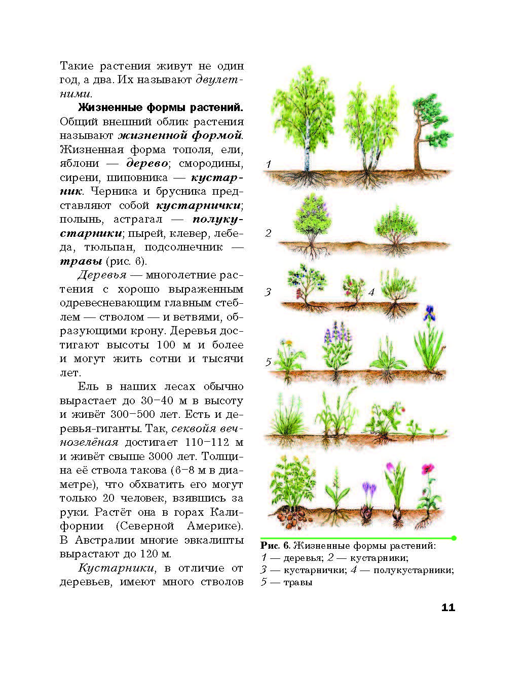 Жизненные формы растений деревья травы кустарники кустарнички