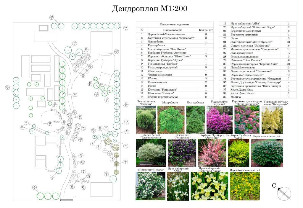 Дендроплан ландшафтного проекта