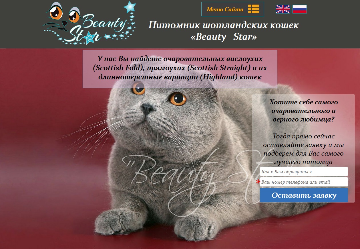 Название питомника. Шотландские котята питомник. питомник кошек джекпот &quot;. название для питомника шотландских кошек. логотип шотландской кошки.