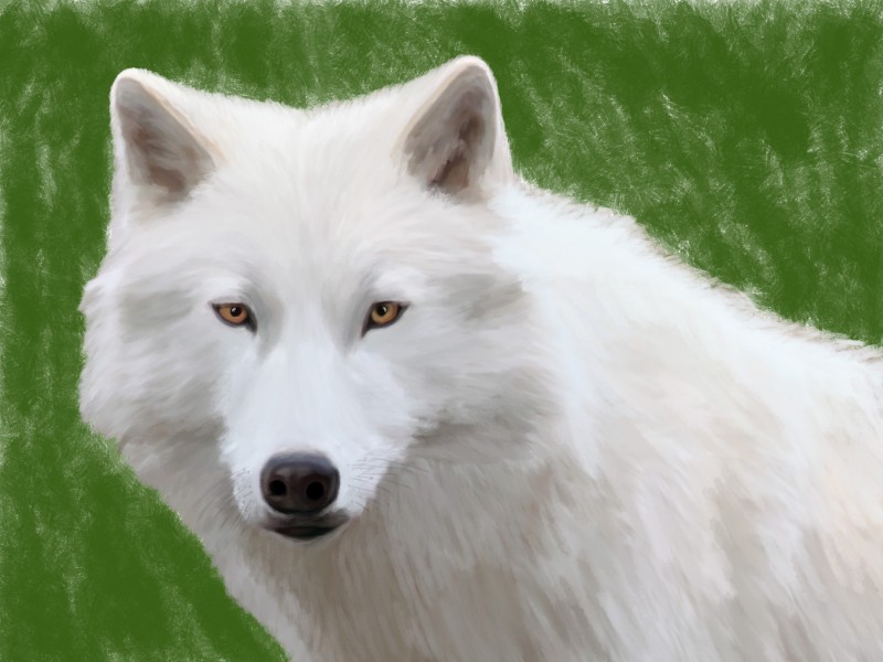 White wolf казань. Белый волк обои. Красивые обои с волками. Белый волк на зелёном фоне. Белый волк 3/4.