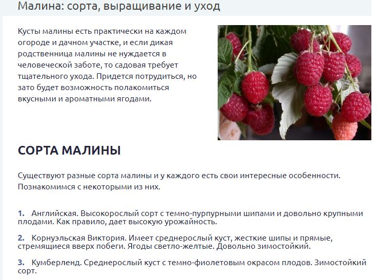 Полана малина описание отзывы сорта фото особенности Малина - сорта, выращивание и уход - Фрилансер Анна Устинович austinovich - Порт